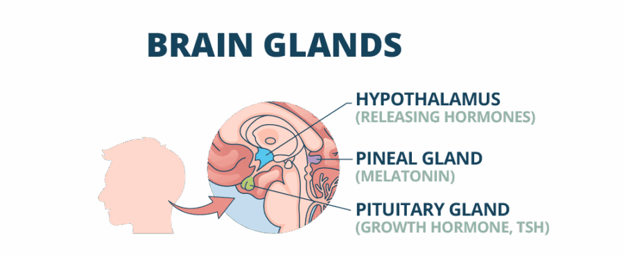 Thyroid-Centre-Brain-Glands