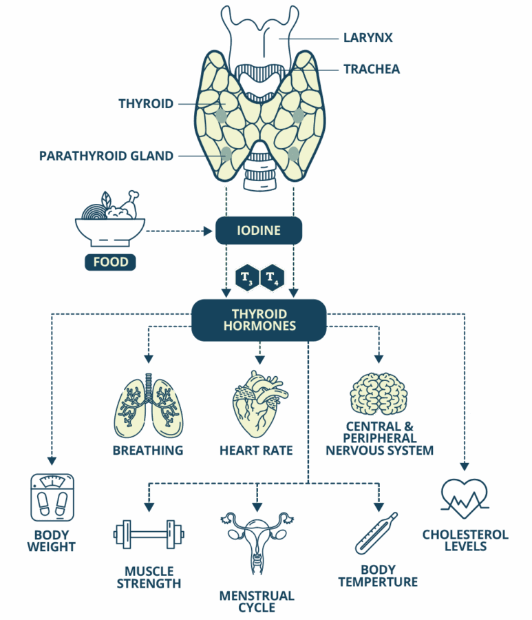 Thyroid-Centre-How-Thyroid-Gland-works