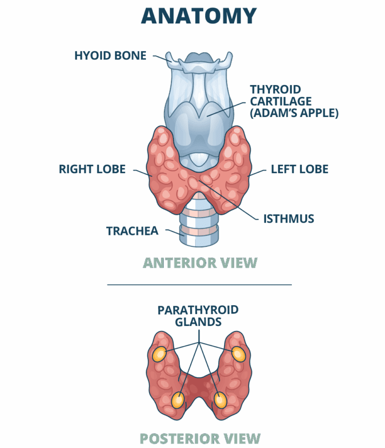 Thyroid-Centre-Thyroid-Anatomy