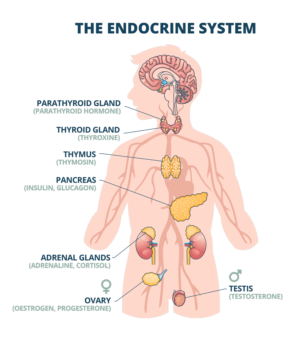 Thyroid-Centre-The-Endocrine-System